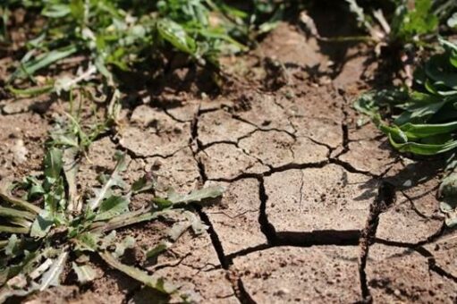 Futterknappheit erfordert weitere Maßnahmen