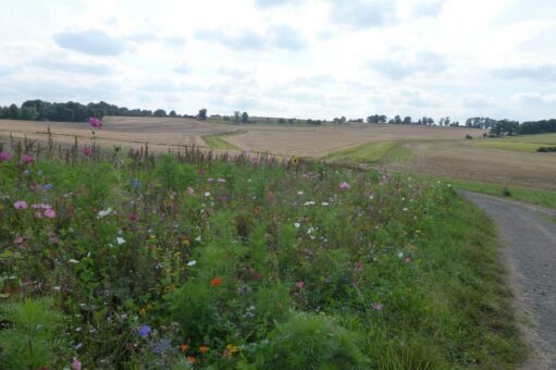 Agrarumweltmaßnahme „Vielfältige Kulturen im Ackerbau“ wird dieses Jahr wieder angeboten