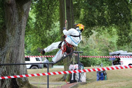Eichenprozessionsspinner: Mit Spezialausrüstung und Sprühkleber  hoch in die Baumkronen