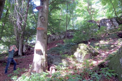 NATURDENKMAL Diebstein – Wo Diebe der Gerichtsbarkeit überstellt wurden
