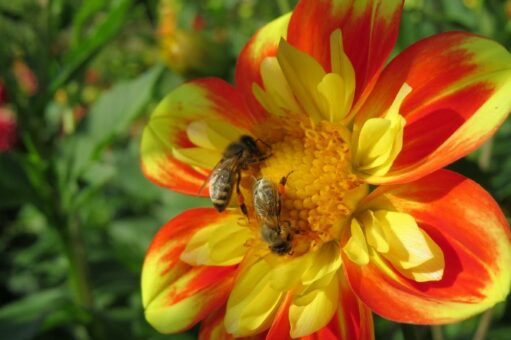 Insektenschutz geht alle an