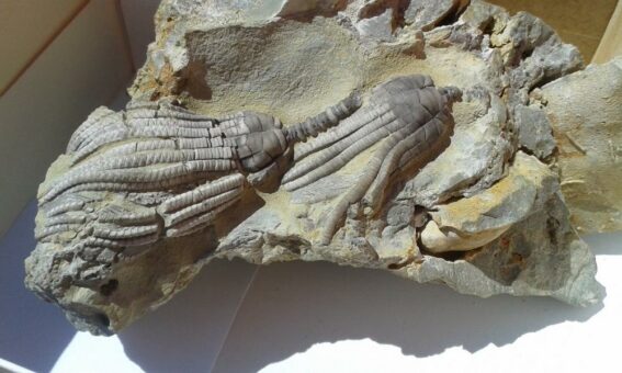 NATURDENKMAL Muschelkalkkante am Sonnberg Angersbach:   Wo die Meeressaurier im Lauterbacher Graben schwammen