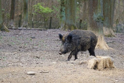 Rekord bei Schwarzwildstrecke