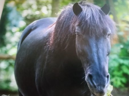 Sonntag, 18. Dezember um 14 Uhr: Familiensonntag im Tiergarten Stendal: Das Pferd hier und heute