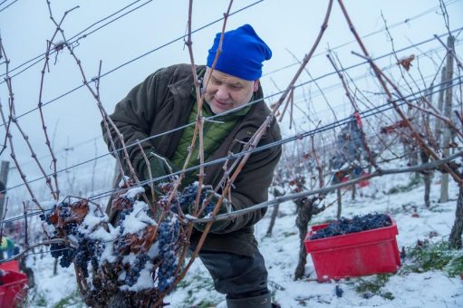 Winzerkeller Hex vom Dasenstein erntet Eiswein