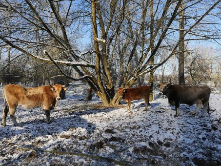 Geo-Naturpark unterstützt den Förderkreis Große Pflanzenfresser: Jüngstes Großrind in der Hammer Aue wird auf den Namen Frieda getauft und erhält eine Futterspende