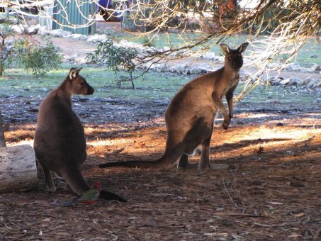 Mit Karawane Wein & Meteoritenkrater in Australien entdecken