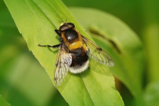 Weniger Nachtfalter, mehr Fliegen