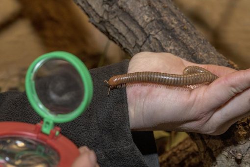 Angetreten zum Zählen – Jährliche Inventur im Tierpark Nordhorn