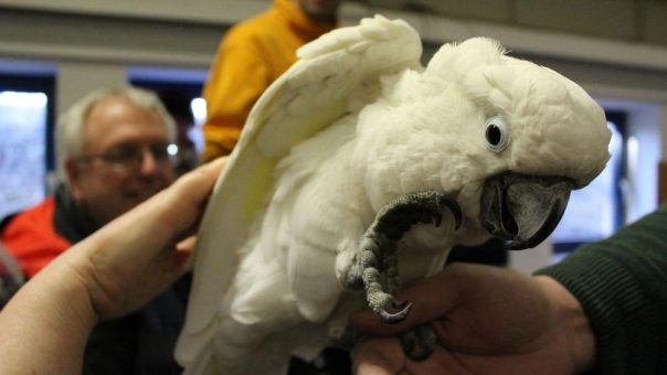 Tierische Filmstars im Natureum