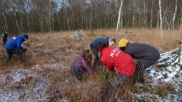 Bäume ausreißen für den Moorschutz im Duvenstedter Brook