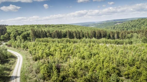 Nach stürmischem Wochenende: Kaum Sturmschäden in den Wäldern der Niedersächsischen Landesforsten