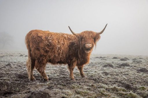 Bodo Puttins ist Jahressieger im VDN-Fotowettbewerb „Augenblick Natur!“ 2022