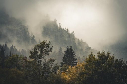 Waldseligkeit auf Gut Steinbach