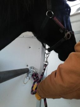 Für mehr Sicherheit in der Pferdehaltung