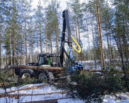 Sturmholz durch Profis aufarbeiten lassen