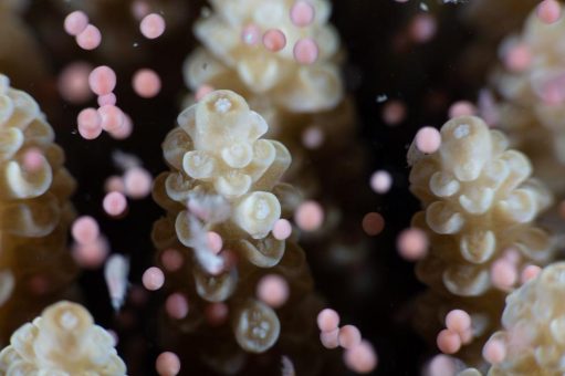 Die weltweit größte Fortpflanzungsshow: Naturschauspiel am Great Barrier Reef