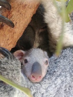 Süßer Koala-Nachwuchs in Queensland