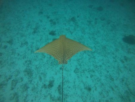 Was für ein Glücksmoment: Extrem seltener Adlerrochen am Great Barrier Reef gesichtet