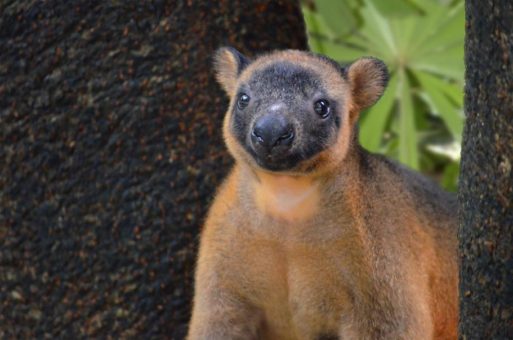Baby-Turtles, Baumkängurus und Koalas adoptieren