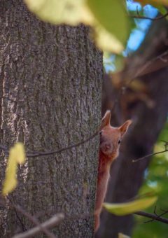 Ein Futterspender für Eichhörnchen