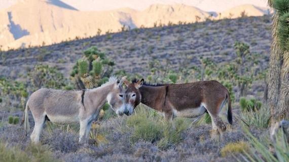 Bucket List 2023: Auf Wildtiersafari durch Nevada!