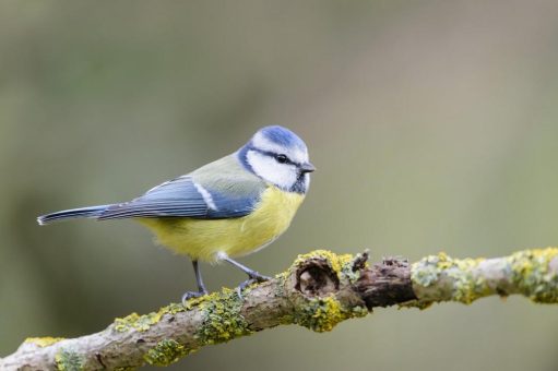 Zähl mit: Stunde der Gartenvögel 2022