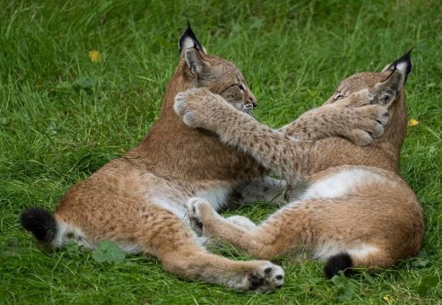 Luchsgeschwister aus dem Wildpark Schwarze Berge reisen nach Polen