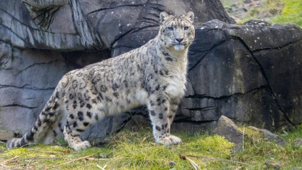 Der Neue im Neunkircher Zoo: Schneeleopard Olaf