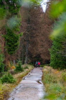 Die alte Rodelbahn hinauf zum Molkenhaus