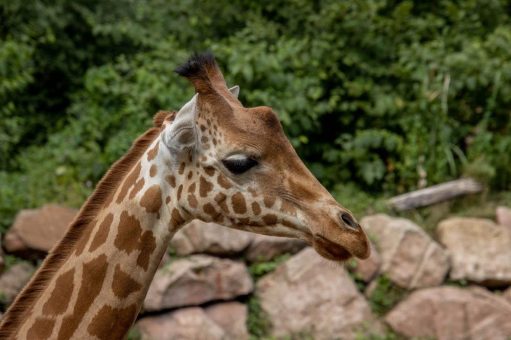 Giraffenbulle Ŋaro starb an inneren Verletzungen