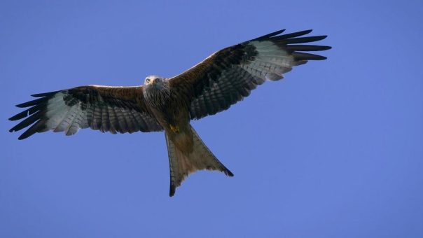 Doku-Highlight „Vogelperspektiven“ in Anwesenheit der Filmemacher