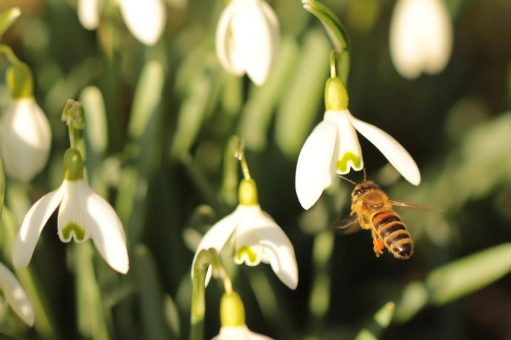 Mehr als ein Hingucker im Garten