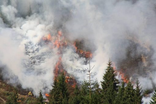 Was tun, damit Wald nicht verbrennt?