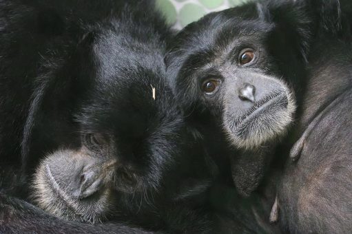 Der Tierpark Hellabrunn feiert den Valentinstag