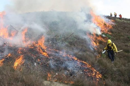 Feuerwehren und Landesforsten üben Brandbekämpfung im Hutewald Reiherbachtal