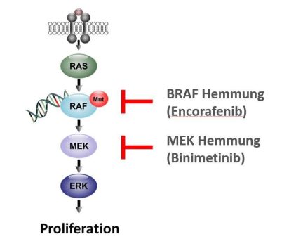 Personalisierte Therapie beim Multiplen Myelom