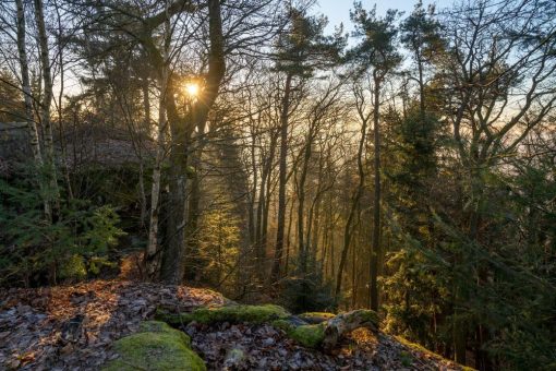 Ein Stück Natur genießen: „Wilde Wochen“ in der  Südpfalz eröffnet