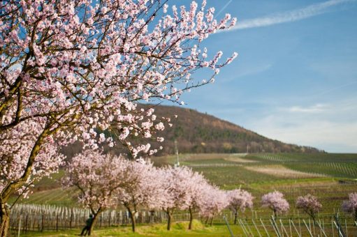 Frühlingserwachen in Rosa: Mandelblüte an der Deutschen Weinstraße