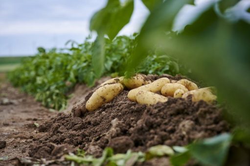 Gastronomen, regionale Erzeuger und Gäste feiern die „Pfälzer Grumbeere“