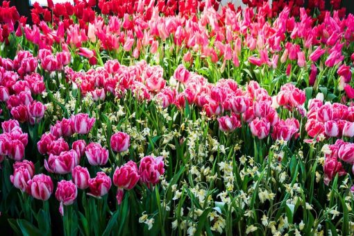 Endspurt für Poesiepreis Dresdner Frühling