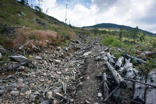 Rumäniens Urwälder verschwinden – EU-Kommission muss eingreifen