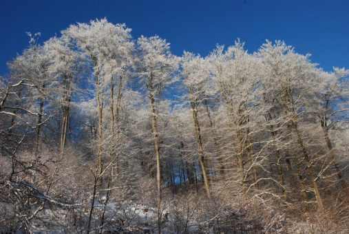 Das Jahresthema 2022 im Müritz-Nationalpark: Die Rotbuche