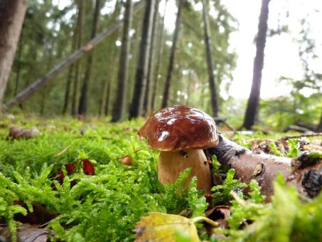 Pilze sind nicht nur eine Bereicherung für den Kochtopf