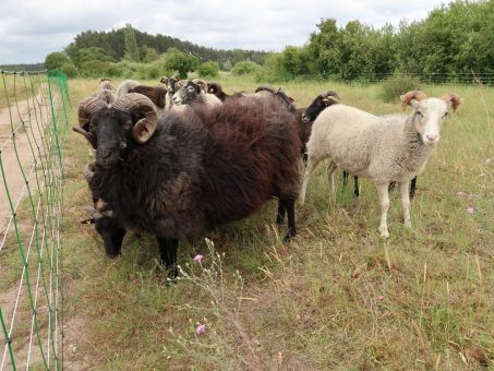 Schafbeweidung am Ostufer der Feisneck