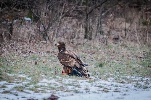 Ein neuer Jäger jagt in den Landesforsten