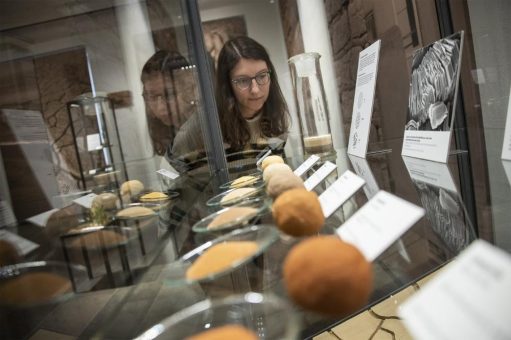 Leben aus Lehm / Studienausstellung im Museum Wiesbaden gibt Einblicke in die Architektur des Tierreichs