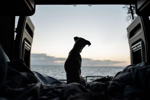 Urlaub mit Hund: Reisetipps für vier Pfoten im Gepäck