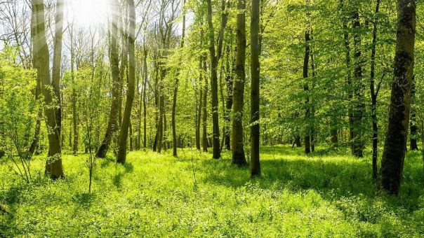 Natürliche Senken und ihre Rolle für Klimaschutz und Biodiversität