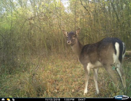 Inventur von Rothirsch und Co. in den deutschen Nationalparks